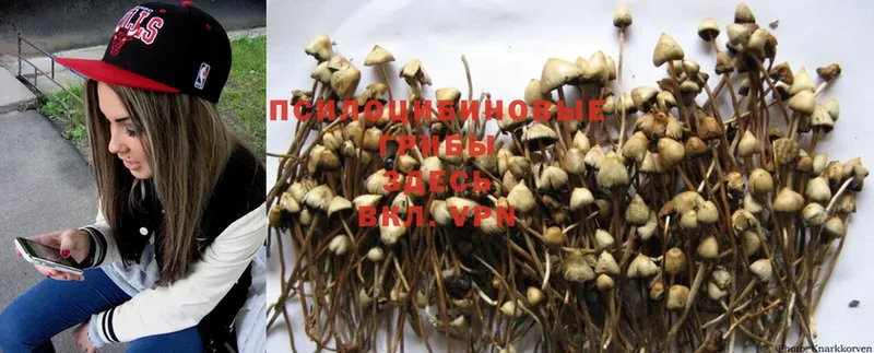 Псилоцибиновые грибы MAGIC MUSHROOMS  наркотики  гидра рабочий сайт  Мариинский Посад 